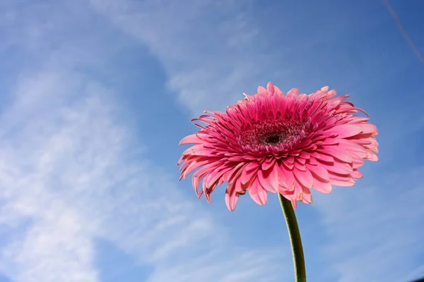 gerbera  flower on  sky background