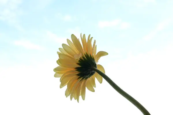 Цветок Герберы Фоне Неба — стоковое фото