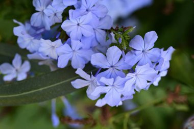 Bahçedeki güzel mavi çiçekler