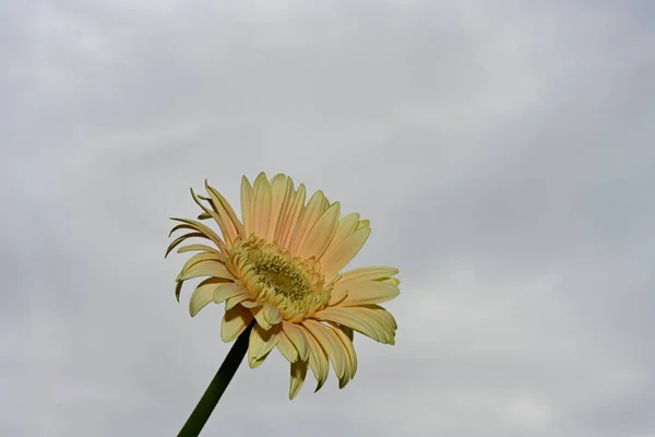 Gökyüzü Arka Planında Güzel Gerbera Çiçeği — Stok fotoğraf