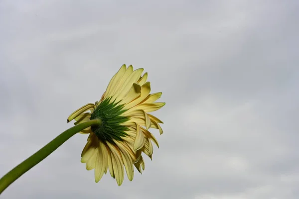 空の背景に美しいジェルベラの花 — ストック写真