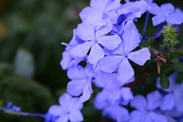 Красивые Голубые Цветы Саду — стоковое фото