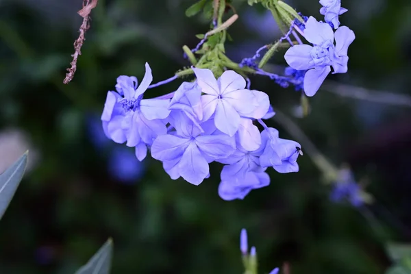 Gyönyörű Kék Virágok Kertben — Stock Fotó