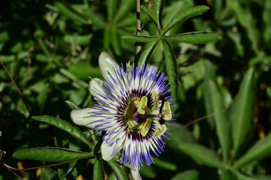 # Bahçedeki güzel çiçekleri #