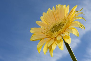 gerbera çiçek gökyüzü arka plan üzerinde 