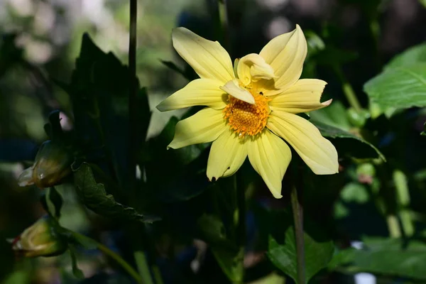 公園の黄色い花 — ストック写真