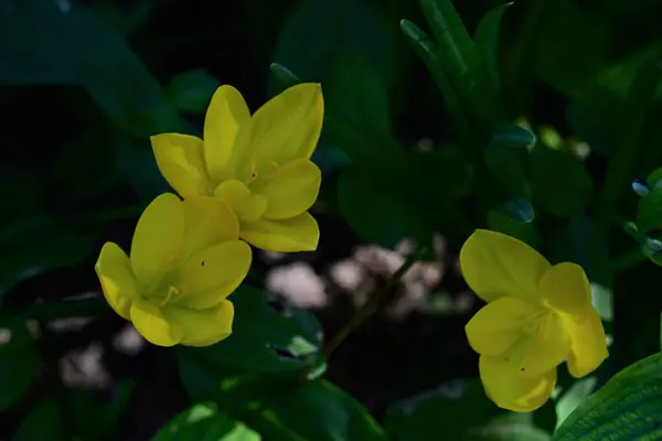 Gele Bloemen Het Park — Stockfoto