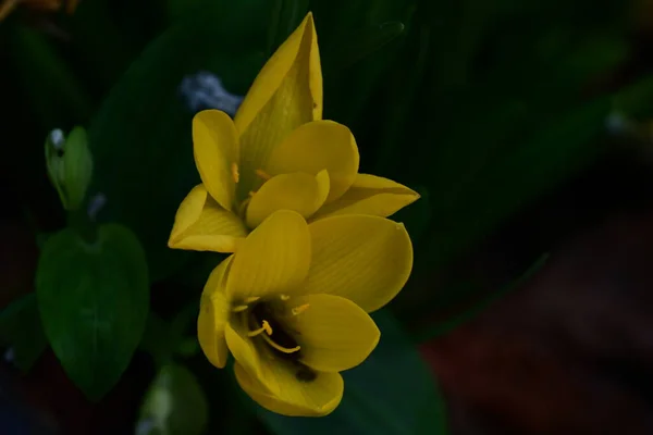 Żółte Kwiaty Parku — Zdjęcie stockowe