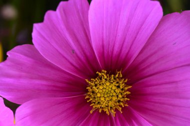 Güzel parlak çiçekler, yakın görüş.