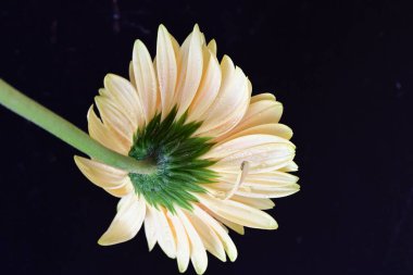 Siyah arkaplanda güzel parlak gerbera çiçeği, yakın görüş