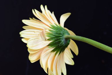 Siyah arkaplanda güzel parlak gerbera çiçeği, yakın görüş