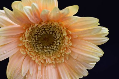 Siyah arkaplanda güzel parlak gerbera çiçeği, yakın görüş