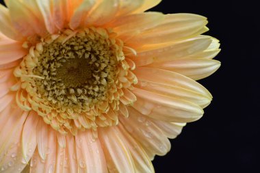 Siyah arkaplanda güzel parlak gerbera çiçeği, yakın görüş