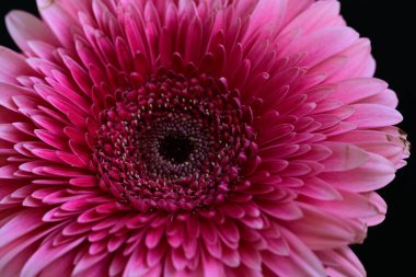 Siyah arkaplanda güzel parlak gerbera çiçeği, yakın görüş
