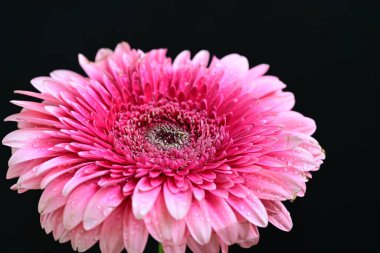 Siyah arkaplanda güzel parlak gerbera çiçeği, yakın görüş