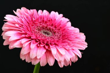 Siyah arkaplanda güzel parlak gerbera çiçeği, yakın görüş