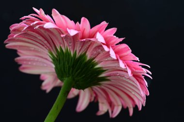 Siyah arkaplanda güzel parlak gerbera çiçeği, yakın görüş