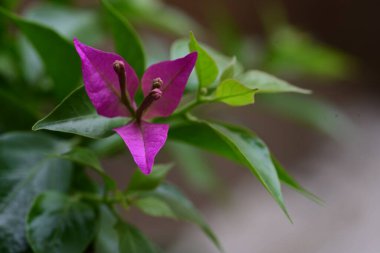 Bahçedeki harika pembe çiçekler