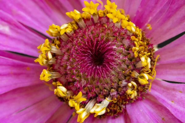 Piękne Jasne Kwiaty Widok Bliska — Zdjęcie stockowe