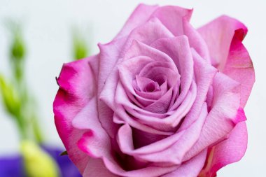 Güzel gül çiçeği, yaz konsepti, yakın manzara