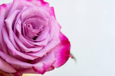 Güzel gül çiçeği, yaz konsepti, yakın manzara