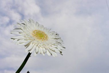 Güzel Gerbera mavi gökyüzü arkaplanı, yakın manzara