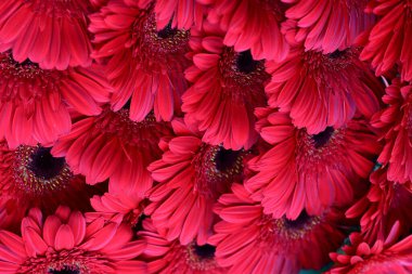 kırmızı gerbera çiçekleri, yakın görüş