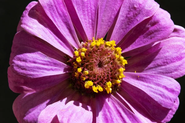 Belas Flores Brilhantes Vista Perto — Fotografia de Stock