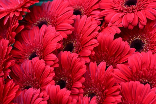 Квіти Червоної Гербери Крупним Планом — стокове фото