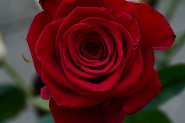 Bahçede kırmızı gül