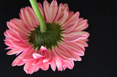 Koyu arka planda güzel pembe gerbera çiçeği, yaz konsepti, yakın görüş