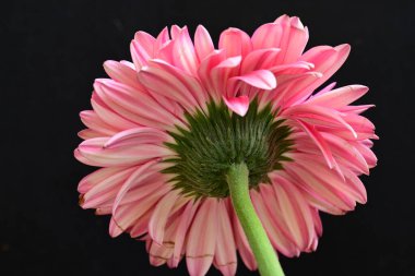 Koyu arka planda güzel pembe gerbera çiçeği, yaz konsepti, yakın görüş