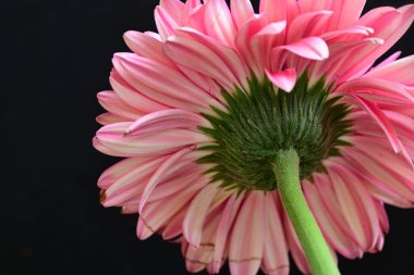 Koyu arka planda güzel pembe gerbera çiçeği, yaz konsepti, yakın görüş