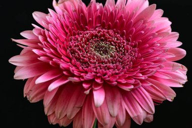 Koyu arka planda güzel pembe gerbera çiçeği, yaz konsepti, yakın görüş