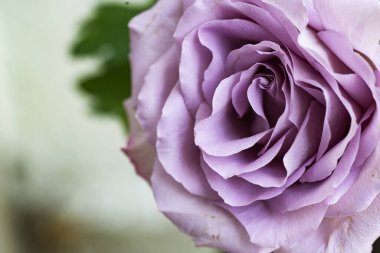 Güzel gül çiçeği, yaz konsepti, yakın manzara