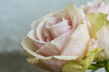 Güzel gül çiçeği, yaz konsepti, yakın manzara