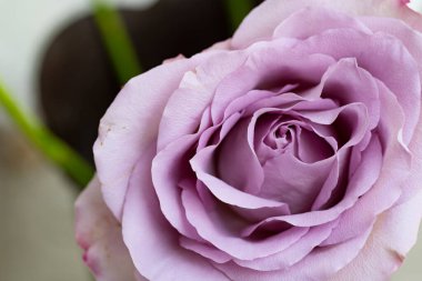 Güzel gül çiçeği, yaz konsepti, yakın manzara