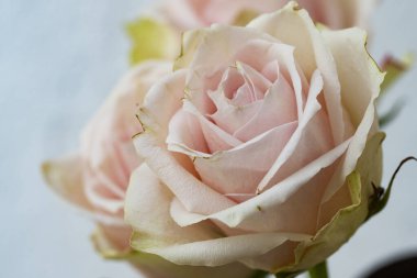 Güzel gül çiçeği, yaz konsepti, yakın manzara