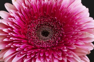 güzel pembe çiçek, yakın