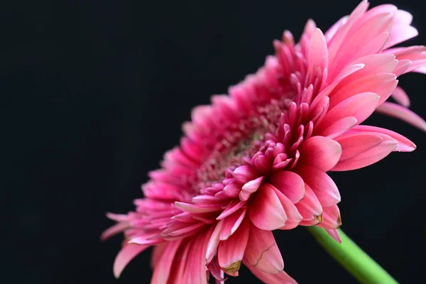 beautiful pink gerbera flower on dark background, summer concept, close view