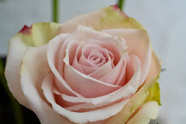 Güzel Gül Çiçeği Yaz Konsepti Yakın Manzara — Stok fotoğraf