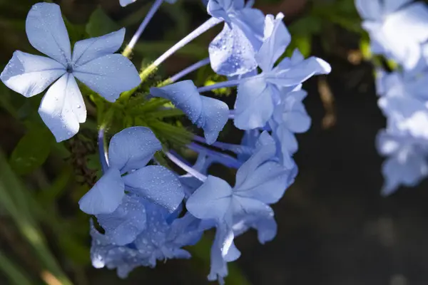 Mooie Blauwe Bloemen Tuin — Stockfoto
