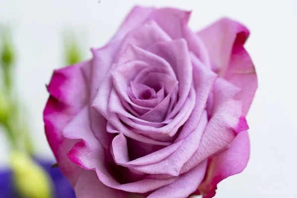 beautiful purple rose in the morning