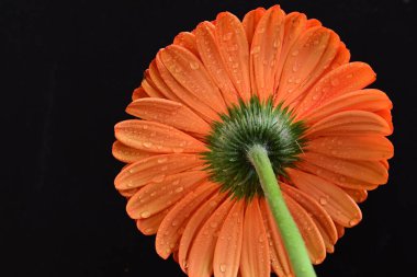 Koyu arkaplanda güzel kırmızı gerbera çiçeği, yaz konsepti, yakın görüş