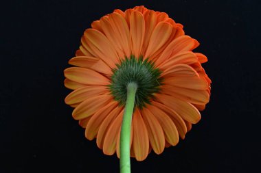 Koyu arkaplanda güzel kırmızı gerbera çiçeği, yaz konsepti, yakın görüş