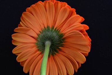 Koyu arkaplanda güzel kırmızı gerbera çiçeği, yaz konsepti, yakın görüş