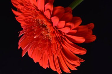 Koyu arkaplanda güzel kırmızı gerbera çiçeği, yaz konsepti, yakın görüş