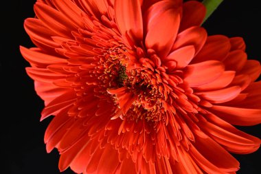 Koyu arkaplanda güzel kırmızı gerbera çiçeği, yaz konsepti, yakın görüş