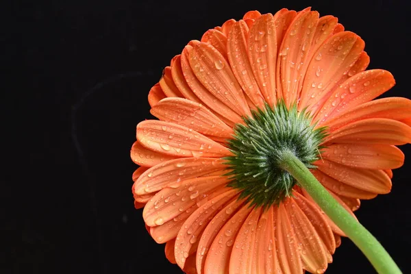 Koyu arkaplanda güzel kırmızı gerbera çiçeği, yaz konsepti, yakın görüş