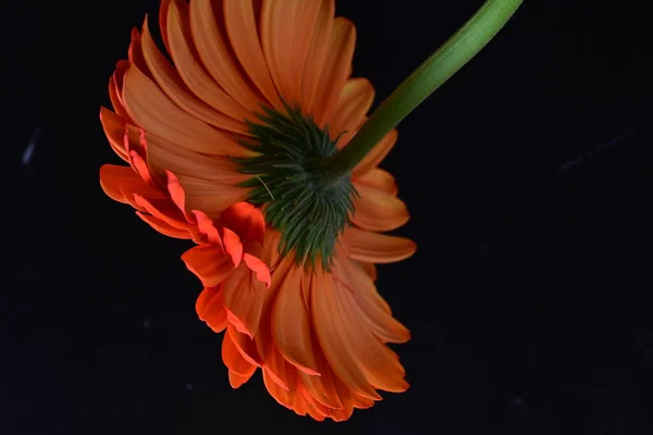 Piękny Czerwony Gerbera Kwiat Ciemnym Tle Koncepcja Lato Widok Bliska — Zdjęcie stockowe